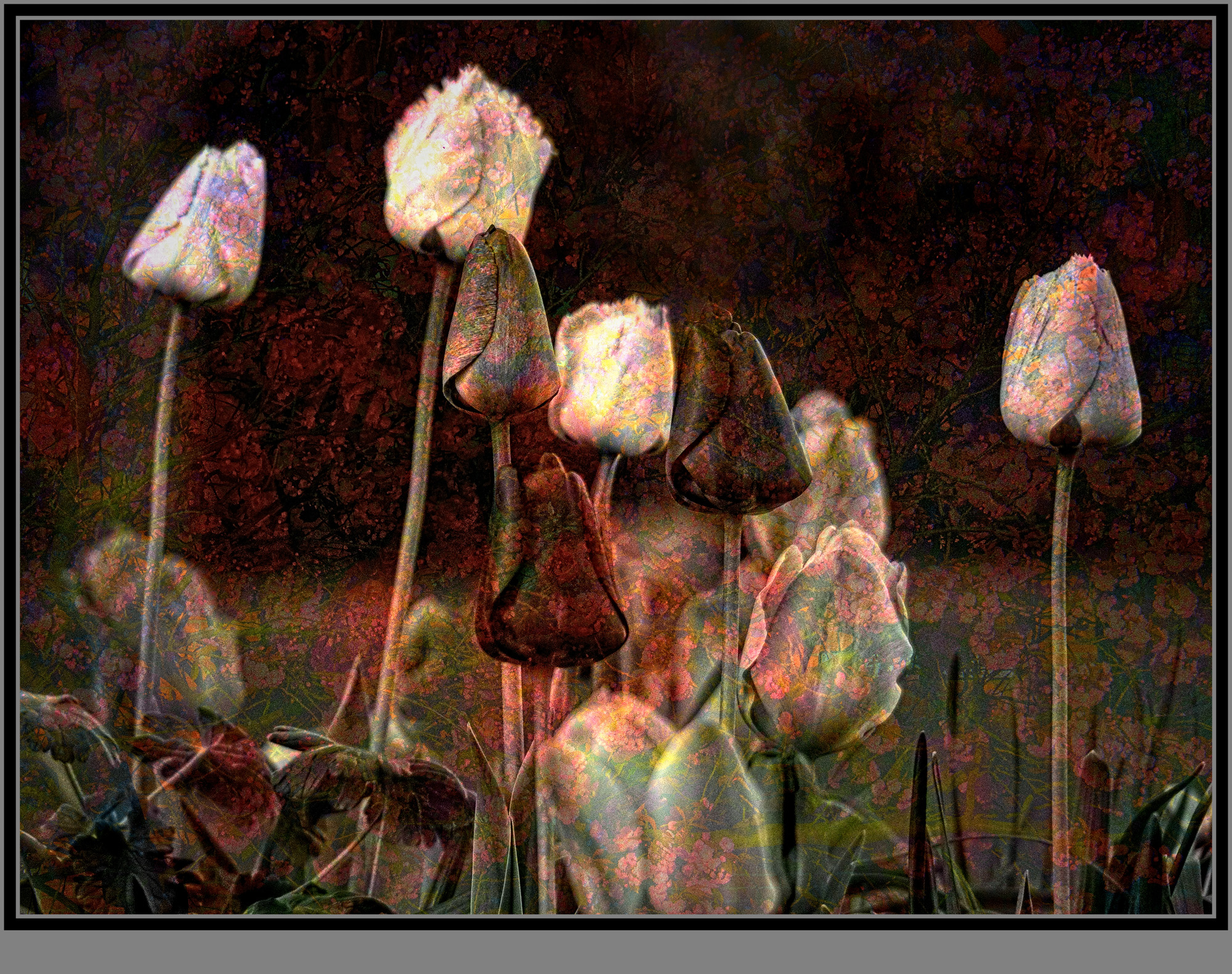 Mad about tulips ©Stewart Wall 2020